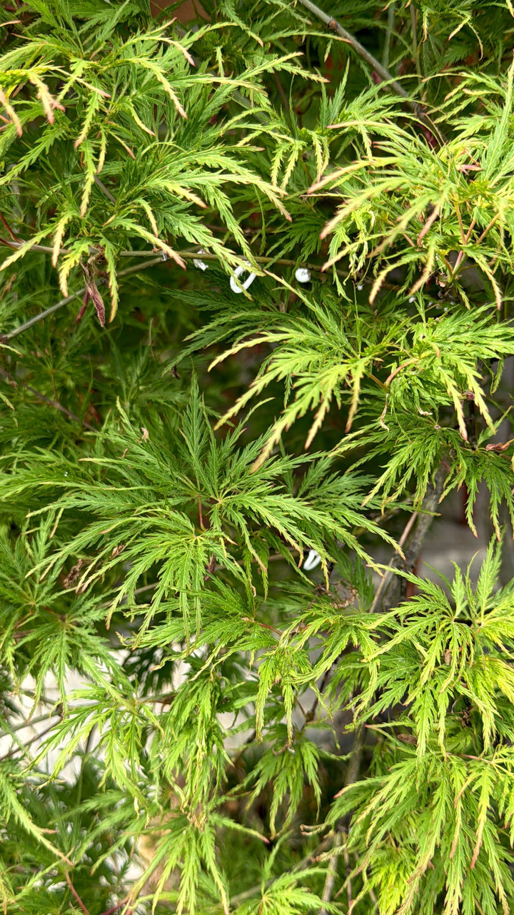 Masse cotonose bianche di Takahashia japonica sui rami di un acero palmato — giardino privato a Bellusco (MB)