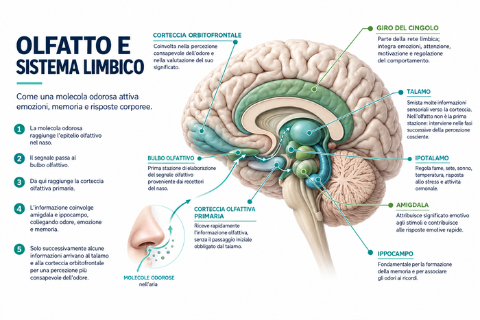 Il sistema limbico e gli oli essenziali