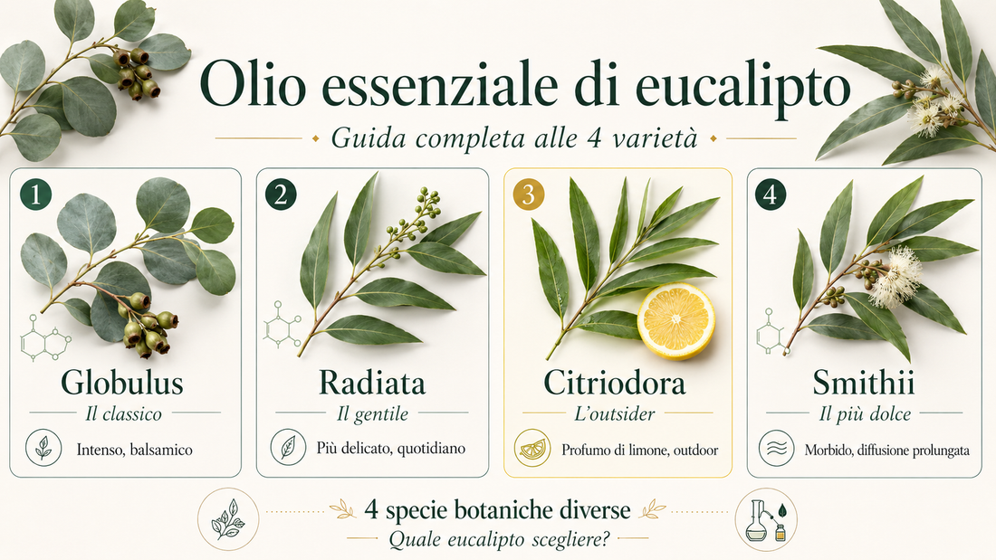 Quattro oli essenziali di eucalipto EUODIA — Globulus, Radiata, Citriodora e Smithii a confronto