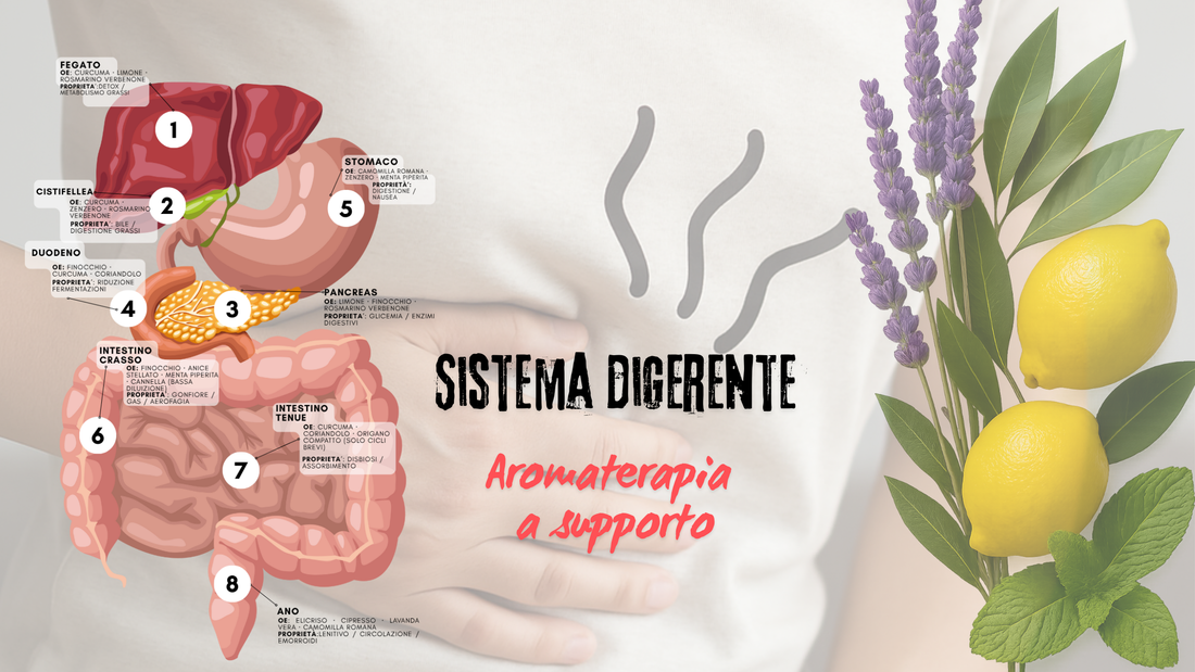 Sistema Digerente e Aromaterapia
