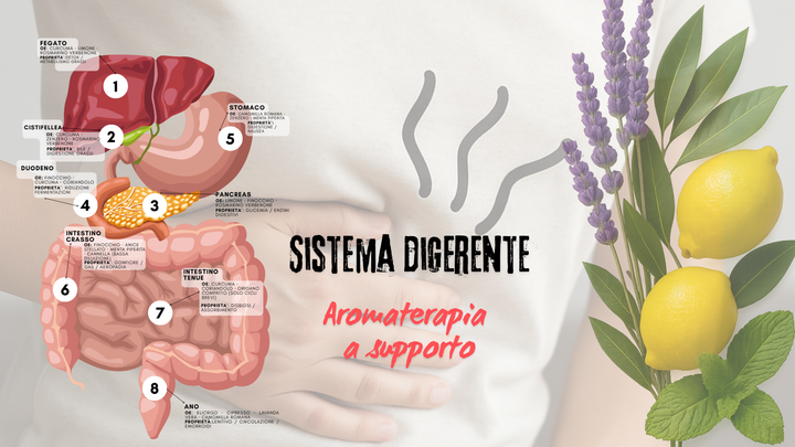 Sistema Digerente e Aromaterapia