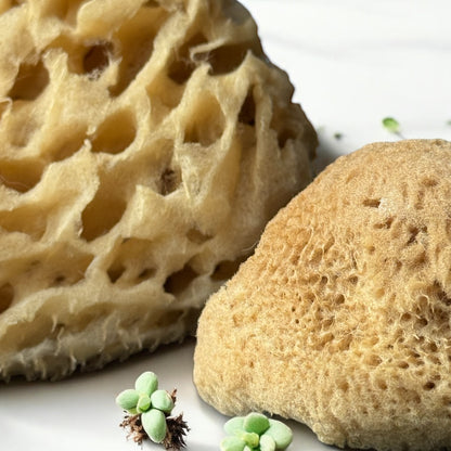 Dettaglio delle spugne di Simi