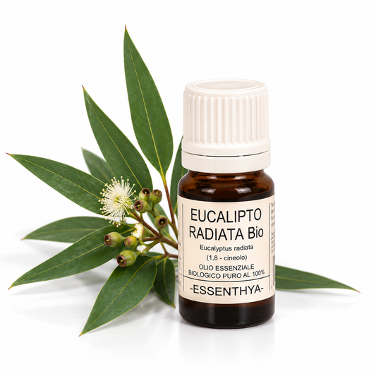 Flacone di olio essenziale di Eucalipto Radiata Bio da 10 ml accanto alle foglie — Eucalyptus radiata