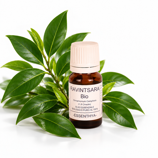Flacone di olio essenziale di Ravintsara Bio in vetro ambrato, con foglie di ravintsara su fondo bianco — Cinnamomum camphora